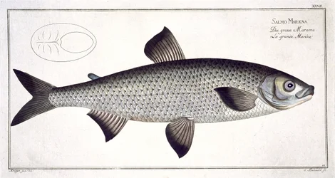 Salmon (Salmo Maraena) Plate XXVII from 